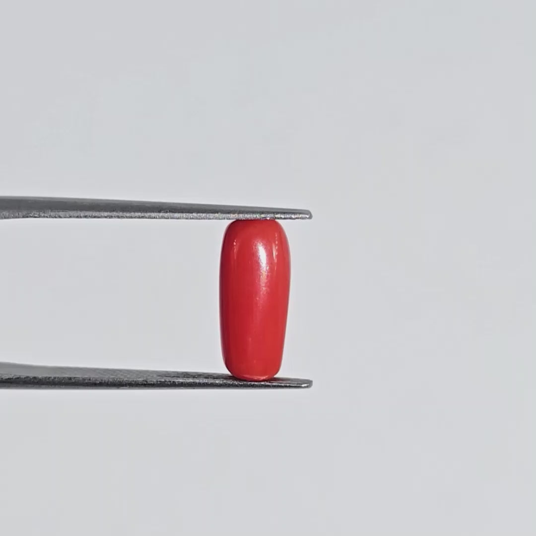 Natural Red Coral (Moonga) - 3.15 Carats