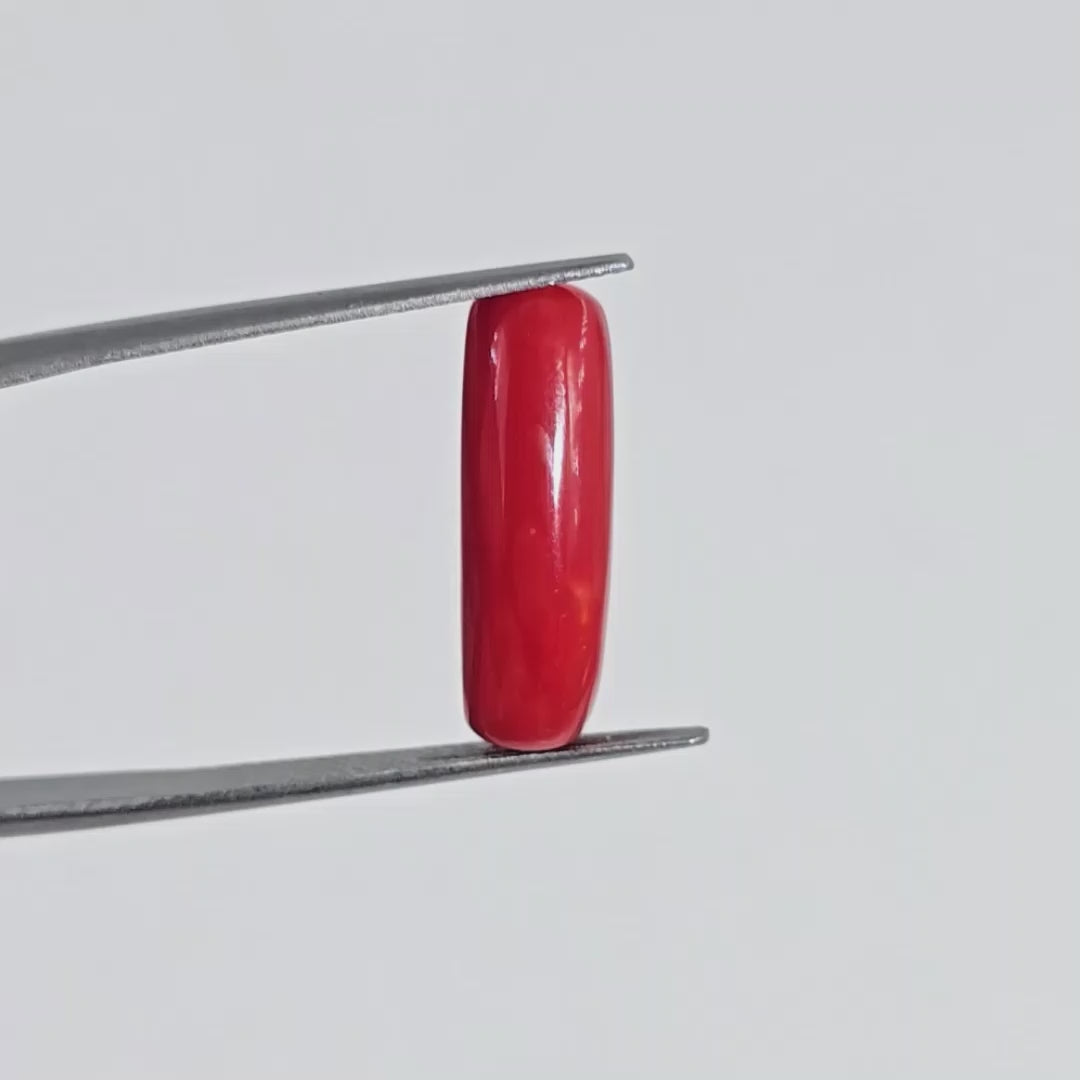 Natural Red Coral (Moonga) - 3.00 Carats