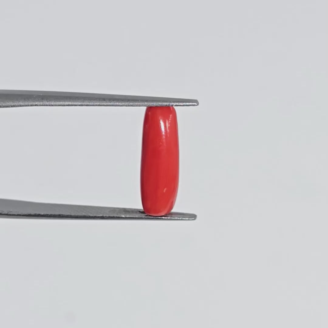 Natural Red Coral (Moonga) - 3.50 Carats